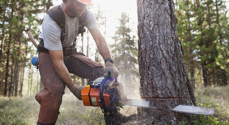 How to Cut Down a Tree Safely Using a Chainsaw?